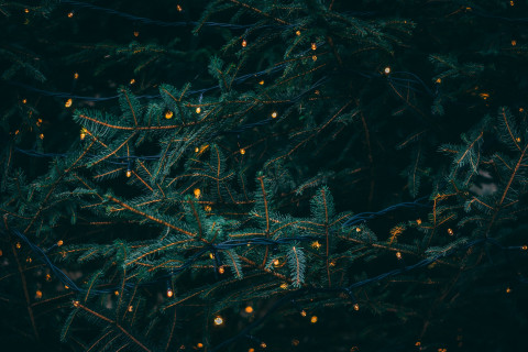 Avoimen joulukuva 2023, https://unsplash.com/photos/green-pine-tree-with-fireflies-SBdmQcW8qag