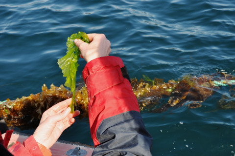 Seaweed farming in Norway.