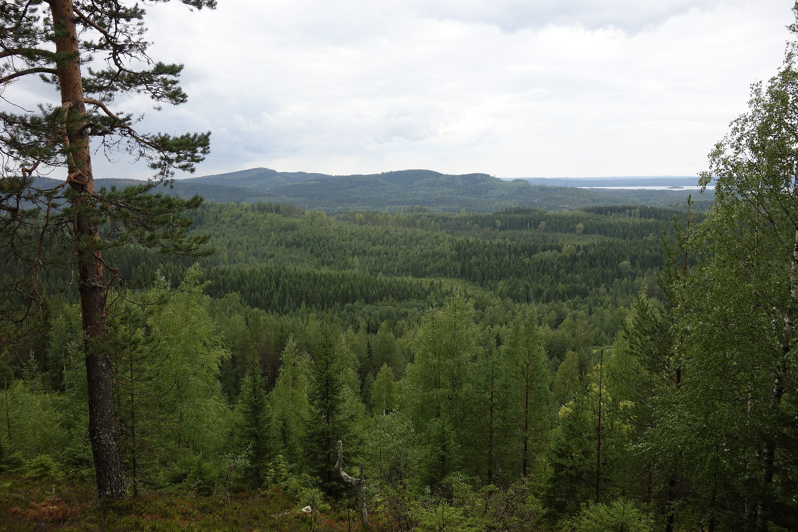 metsäinen vaaramaisema