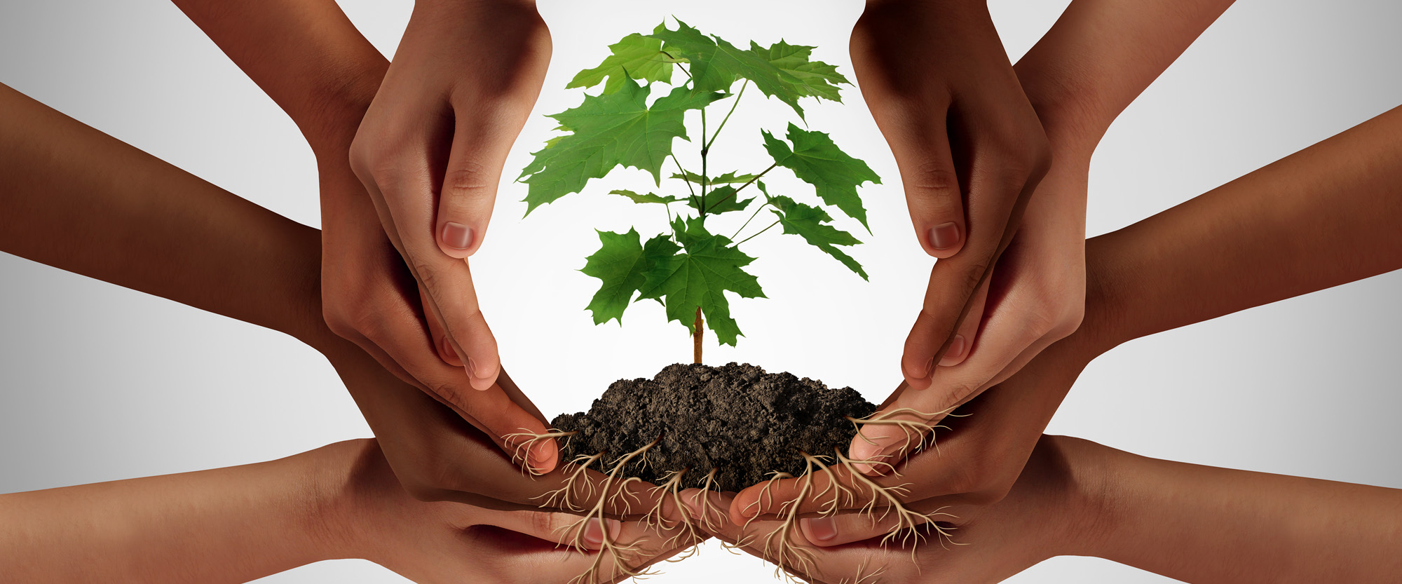 Kädet pitelevät puun taimea.