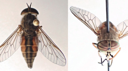 Gadfly.