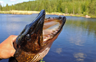 Kalastaja vapauttaa hauen