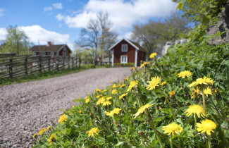 Voikukkia hiekkatien pientareella
