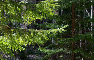 Kuusenoksia sekametsässä.