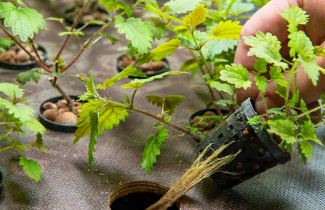 Stinging nettle in a plastic pot.