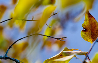 Colourful autumn leaves.