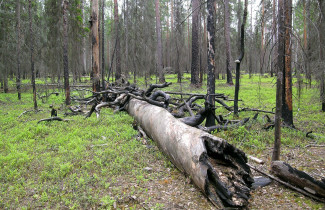 Metsä. Kuva Jari Kouki
