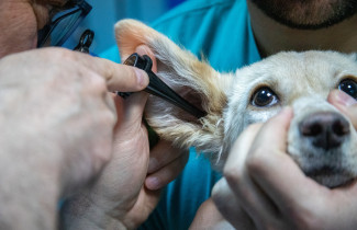 eläinlääkärissä