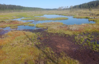 Suo. Kuva Elisa Männistö.