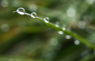 Kastetta heinän pinnalla.