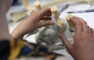 Opiskelija tarkastelee anatomista mallia.