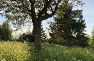 Kesäinen maisema, jos puita ja kukkivia kukkia