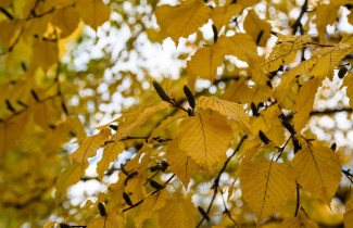 Keltaisia koivun lehtiä.