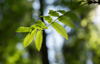 Rowan leaf.