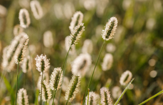 Timotei-heinää lähikuvassa.