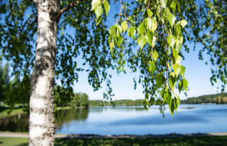 Koivu järven rannassa.