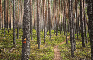 Metsä. Kuva: Philip Chambers.