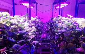 Mansikankasvatusta keinovalojen alla.