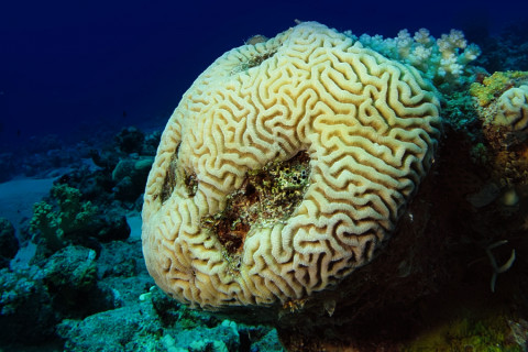 Koralli, Platygyra daedalea.