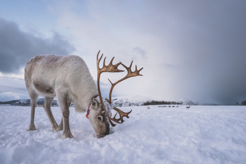 Reindeer digging in snow in search of food
