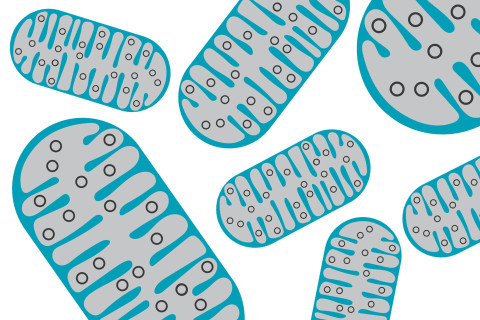 Soluja mitokondrioineen