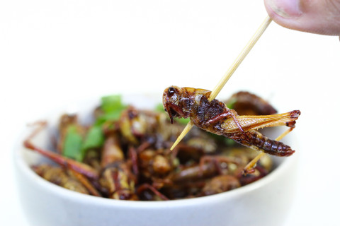 Edible insects on the plate.
