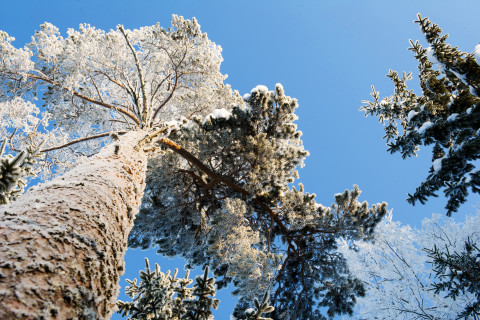 Lumen peittämiä puita.