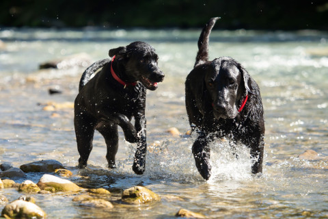 Koiria vedessä. Kuva:Mostphotos