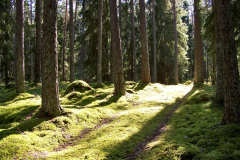 Metsämaisema