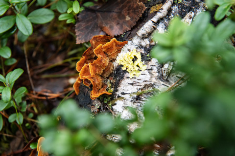 Lahoavalla koivunrungolla kasvavaa sientä.