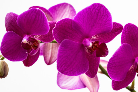 Orchid.