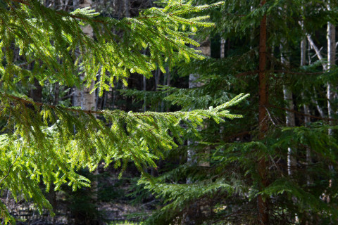 Spruce tree branches in a mixed forest.