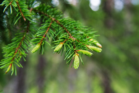 Young tips of a spruce tree.