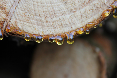 Timber with resin drops