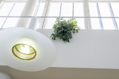 Ikkuna, viherkasvi ja lamppu.