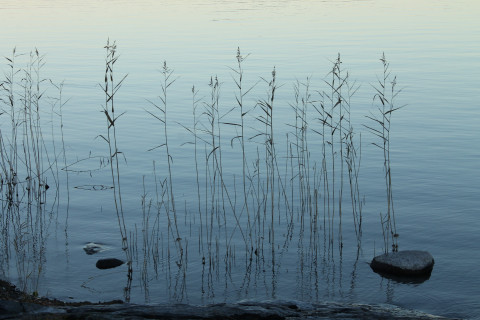 vettä, järviruokoja