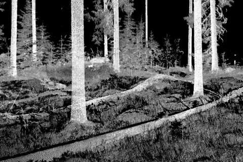 Metsän yksityiskohtaista rakennetta kuvaavasta pistepilvi. Kuva: Tuomas Yrttimaa