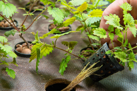 Stinging nettle in a plastic pot.