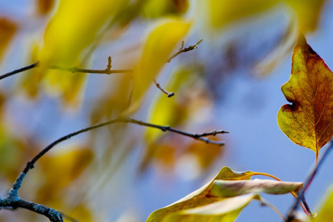 Kuvassa syksyisiä puun lehtiä