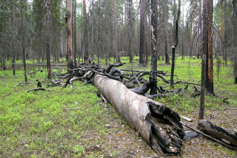 Metsä. Kuva Jari Kouki