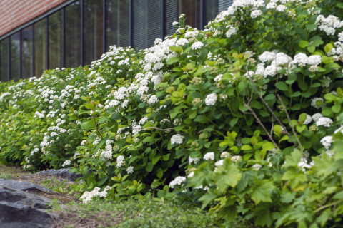 Bushes in front of the Aurora building.