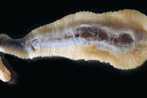 Linguatula-loinen. Kuva Satu Leppänen.