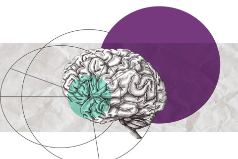 aivot, toisiaan leikkaavia ympyröitä