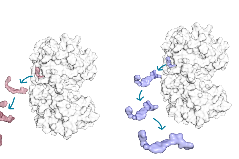 Tutkimuksessa pyrittiin löytämään vastauksia sille miksi rakenteeltaan samankaltaisista kinaasi-inhibiittorimolekyyleistä (punainen ja sininen) toinen irtoaa nopeammin sitoutumiskohteenaan olevasta proteiinikinaasista (valkoinen).