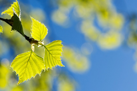 Birch tree branches.