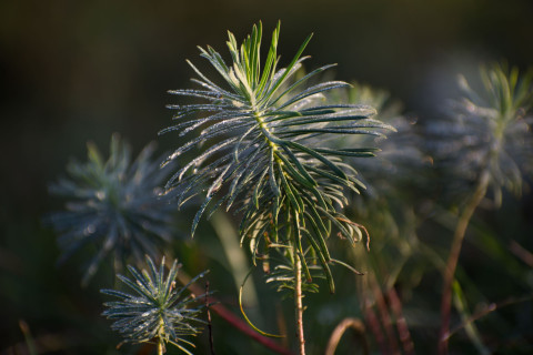 Puun taimia. Kuva MostPhotos.