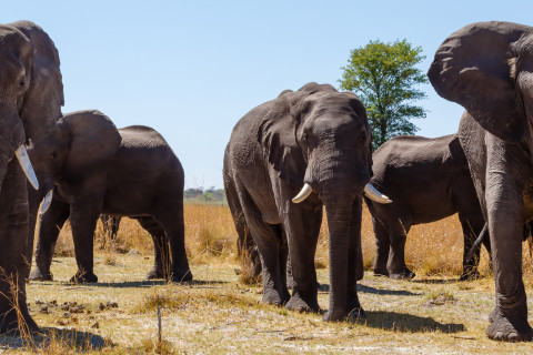 African elephants.