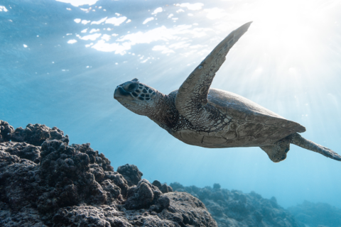 Kilpikonna uimassa veden alla meressä.