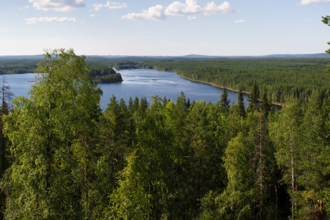 View over forest and lake.