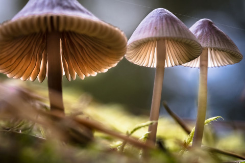 Sieniä. Kuva Mostphotos.